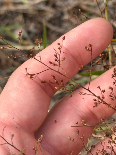 Image of Lechea sessiliflora by no rights reserved