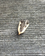 Dichomeris inserrata