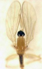 Phyllodromia proiecta