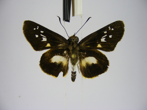 Eastern White Dart