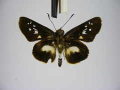 Andronymus caesar philander