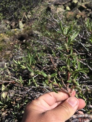 Salix wolfii