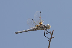 Libellula composita