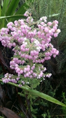 Erica hirtiflora hirtiflora