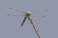Libellula composita