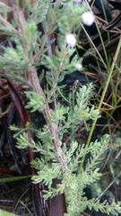 Erica hirtiflora hirtiflora