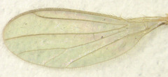 Phyllodromia proiecta