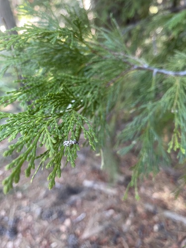 iNaturalist observation photo of California incense-cedar