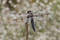 Plathemis subornata
