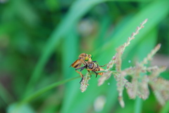 Cophinopoda