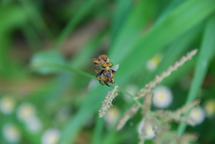 Cophinopoda