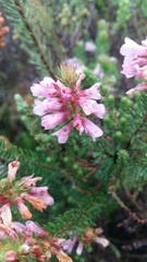 Erica abietina constantiana