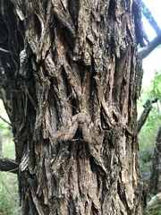 Catocala agrippina