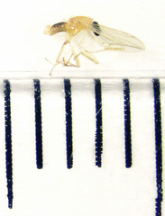 Phyllodromia proiecta