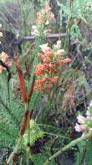 Erica abietina constantiana