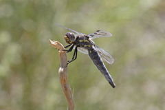 Plathemis subornata