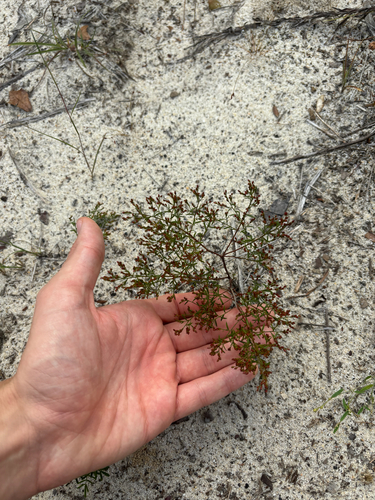 Image of Lechea sessiliflora by no rights reserved