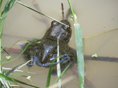 Lithobates psilonota
