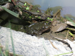 Lithobates psilonota