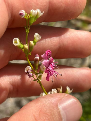 Image of Dicerandra cornutissima by no rights reserved