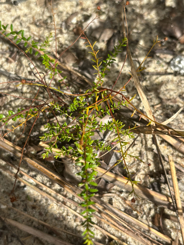 Image of Lechea deckertii by no rights reserved