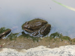 Lithobates psilonota