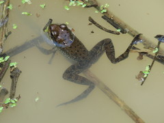 Lithobates psilonota