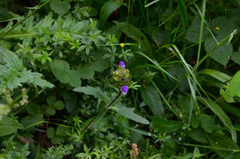 Prunella grandiflora