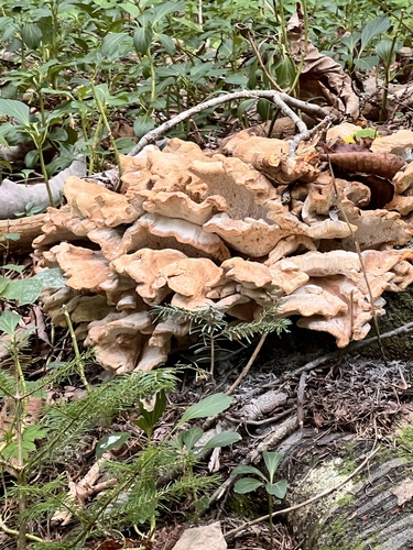 Laetiporus sulphureus