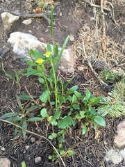 Ranunculus inamoenus