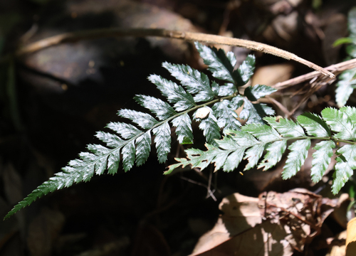 Parapolystichum munitum, 2024-10-06
