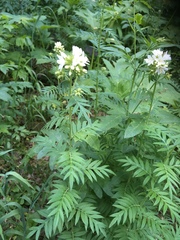 Polemonium foliosissimum