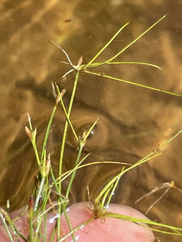 hair spike rush (Eleocharis microcarpa)