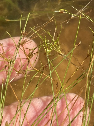 Image of Eleocharis microcarpa by no rights reserved
