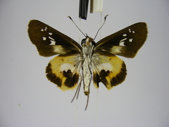 Andronymus caesar philander