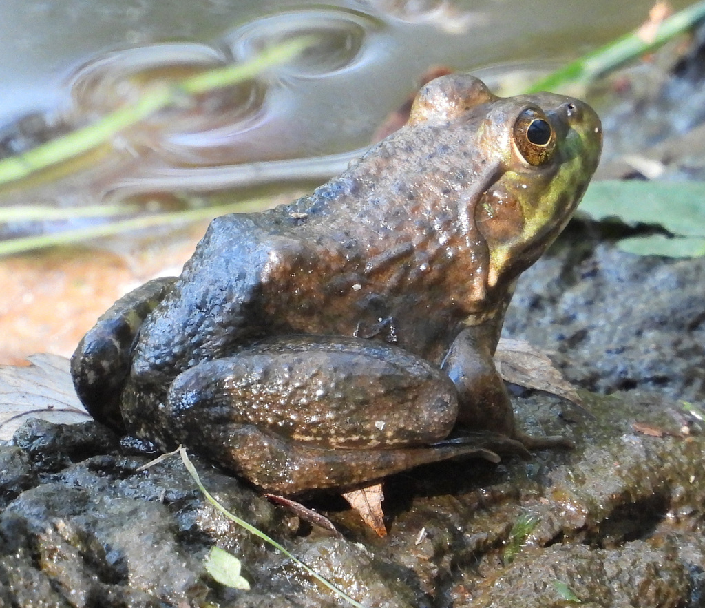 American Bullfrog from Forest Glen, Silver Spring, MD, USA on October ...