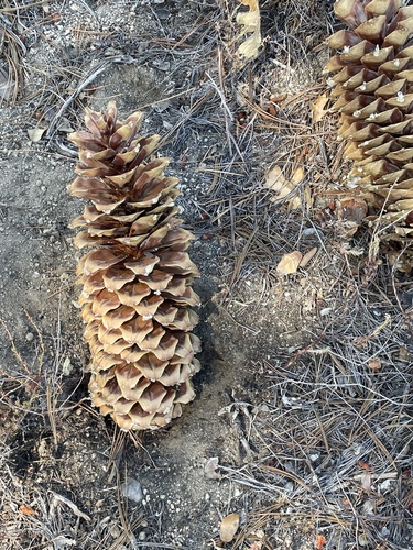 iNaturalist observation photo of sugar pine