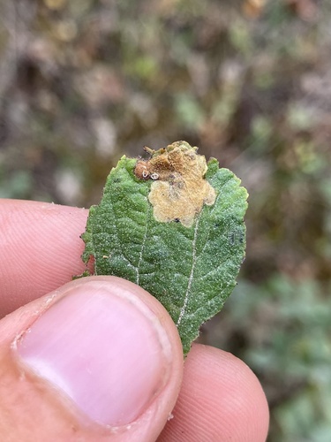 Xenolechia ceanothiae