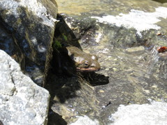 Lithobates psilonota