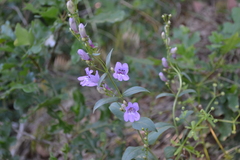 Saccanthera