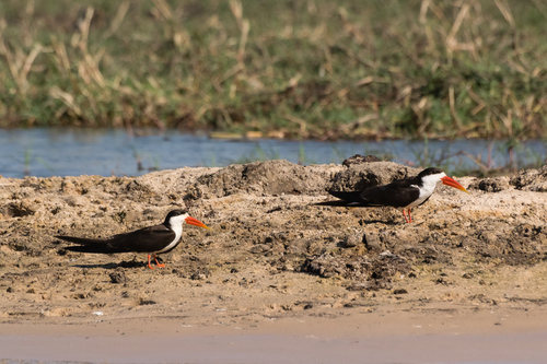 African Skimmer