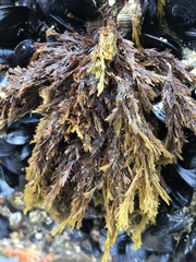 Microcladia borealis