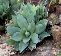 Agave mitis