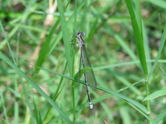 Argia lacrimans