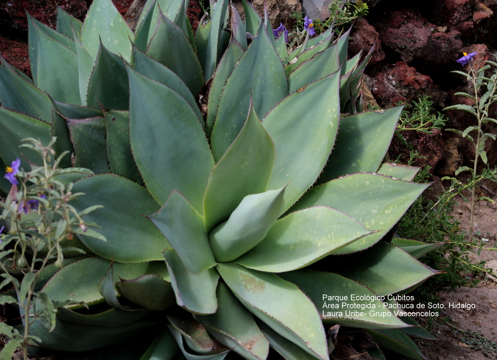 Mitis Century Plant
