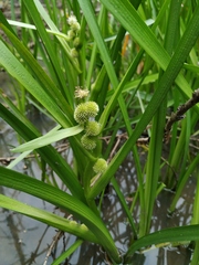 Sparganium glomeratum