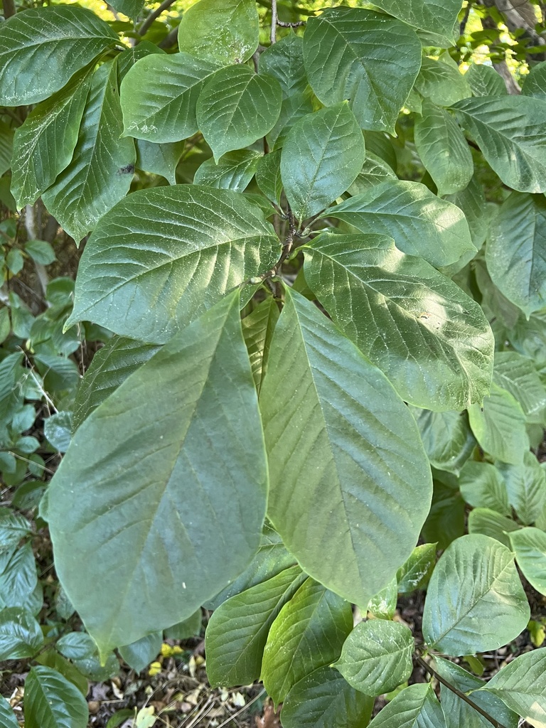 common pawpaw from Fawn Lake, Bedford, MA, US on October 12, 2024 at 04 ...