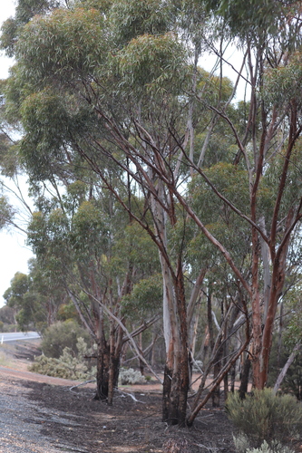 Eucalyptus dundasii, 2024-07-19