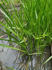 Sparganium glomeratum