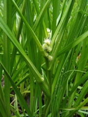 Sparganium glomeratum